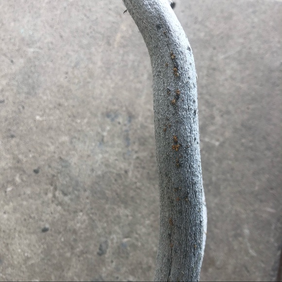 HOLD Vintage | Boho Deer Antler Rack Decor - Picture 9 of 16